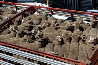 Foto 2 — Carreta Boiadeira Guerra Boiadeira 2 Pisos 2017