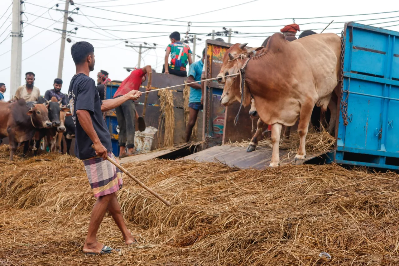 Carreta Boiadeira Noma Boiadeira 2 Pisos 2020 em Sinop - MT