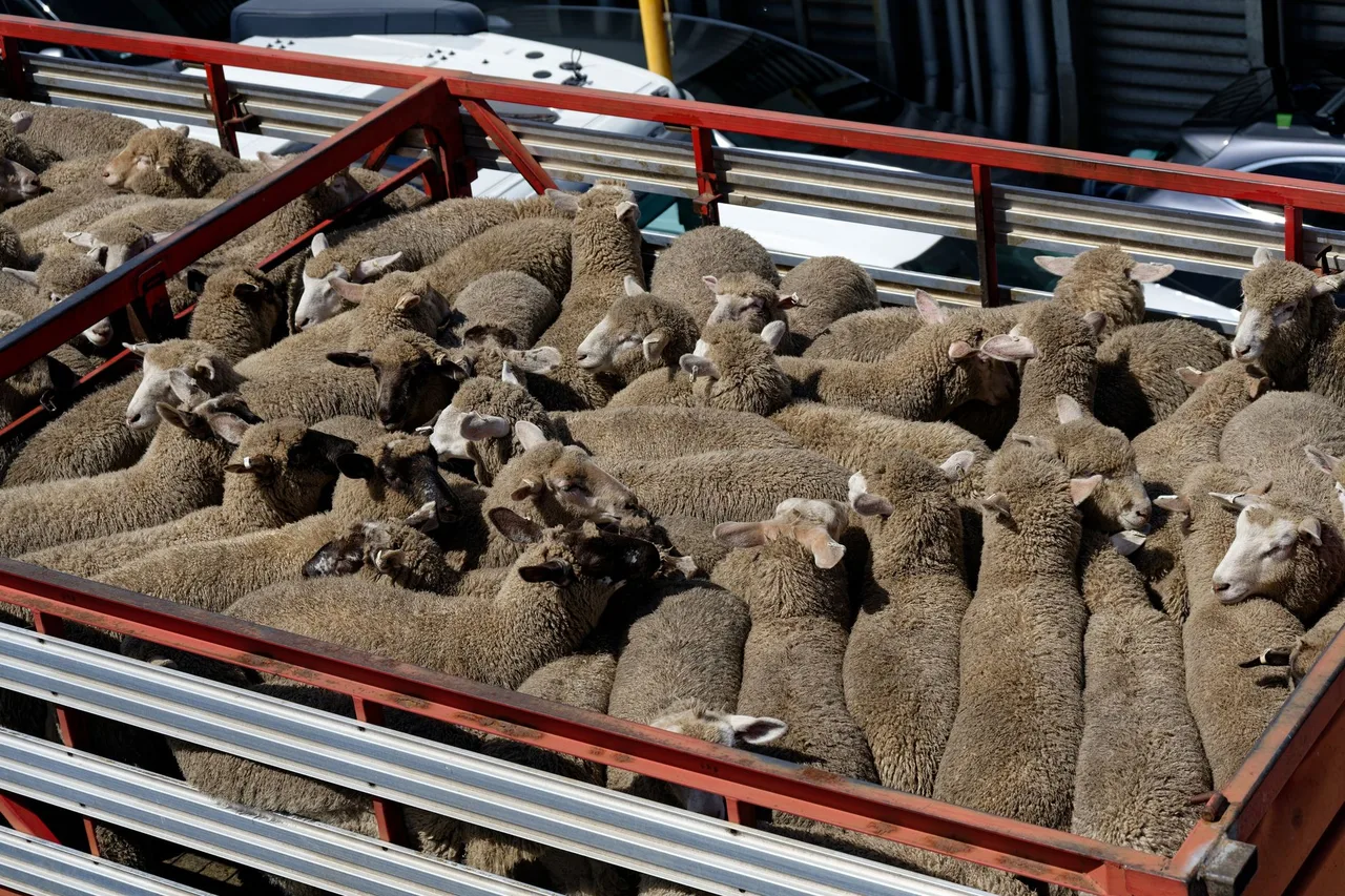 Carreta Boiadeira Noma Boiadeira 2 Pisos 2022 em Rio de Janeiro - RJ